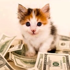 calico-kitten-money-260nw-622766321.jpg copy 2